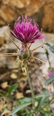 Centaurea eryngioides