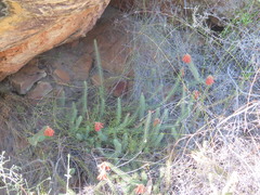 Erica cerinthoides