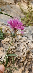 Centaurea eryngioides