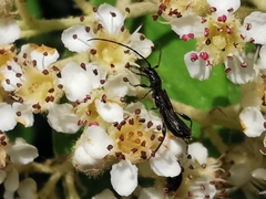 Molorchus umbellatarum