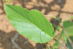Eriope crassipes