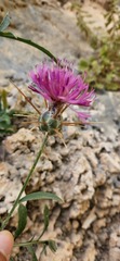 Centaurea eryngioides