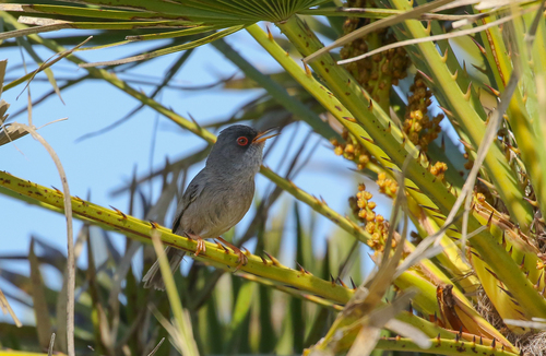 Balearic Warbler, Balearic Islands, Spain, photo 6 of 10