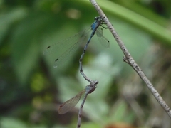 Indolestes peregrinus