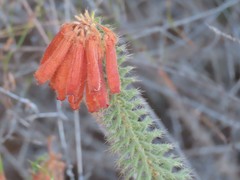 Erica cerinthoides
