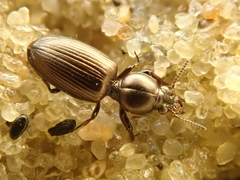 Dyschirius thoracicus