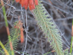 Erica cerinthoides