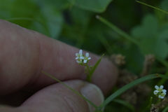 Arabis pycnocarpa adpressipilis