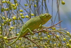 Chamaeleo chamaeleon chamaeleon