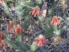Erica cerinthoides