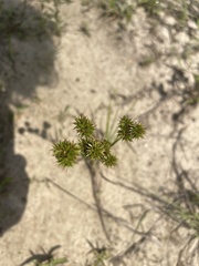 Juncus megacephalus