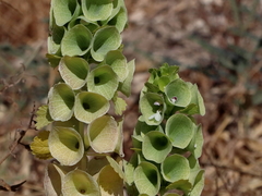 Moluccella laevis