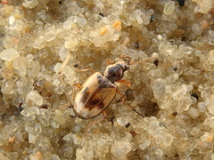 Bembidion pallidipenne
