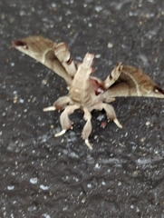 Apatelodes torrefacta