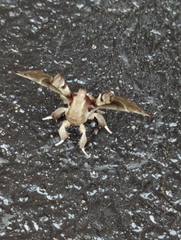 Apatelodes torrefacta