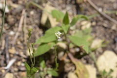 Arabis pycnocarpa adpressipilis