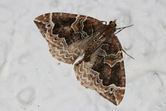 Eulithis prunata