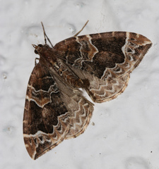Eulithis prunata