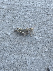 Aeoloplides californicus