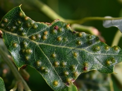 Callirhytis bipapillata