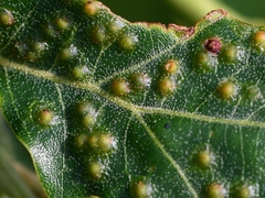 Callirhytis bipapillata