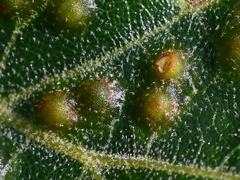 Callirhytis bipapillata