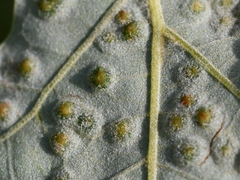 Callirhytis bipapillata