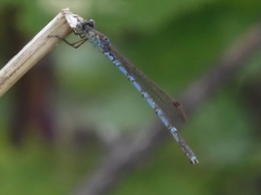 Indolestes peregrinus