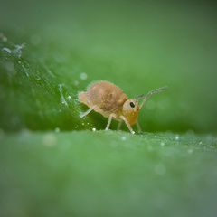 Deuterosminthurus pallipes