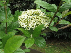 Viburnum tinoides
