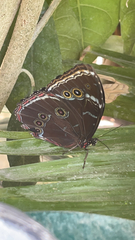 Morpho helenor