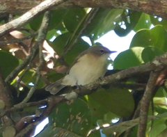 Gerygone magnirostris