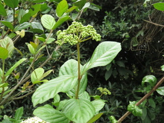 Viburnum tinoides