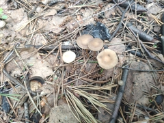 Strobilurus tenacellus