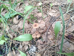 Strobilurus tenacellus