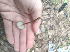 Strobilurus tenacellus