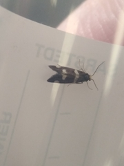 Lampronia capitella