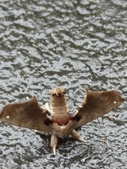 Apatelodes torrefacta