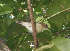 Gerygone magnirostris