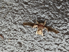 Apatelodes torrefacta