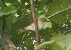 Gerygone magnirostris