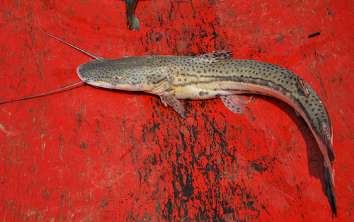 Firewood Catfish