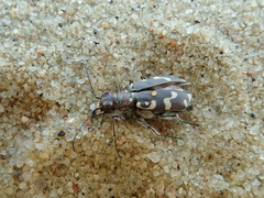 Cicindela maritima
