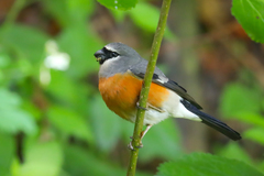 Pyrrhula erythaca