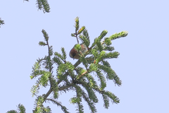 Leptopoecile elegans