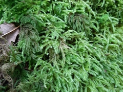 Eurhynchium angustirete