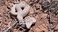 Montivipera bornmuelleri