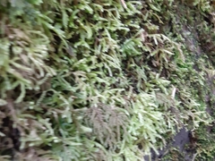 Eurhynchium angustirete