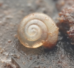 Punctidae