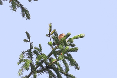 Leptopoecile elegans